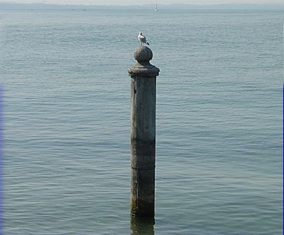 Lake Garda: Sea-gull