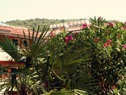 Oleanders in Villa Rosa