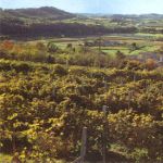 STRADE DEL VINO CUSTOZA [Bianco di Custoza doc  Bianco di Superiore  Bianco di Custoza passito]