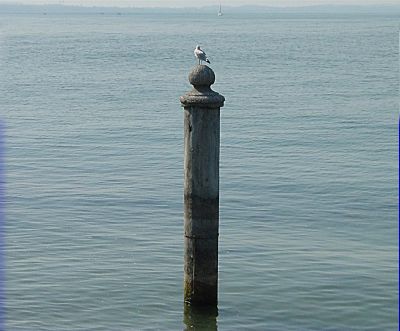 Lago di Garda: Gabbiano