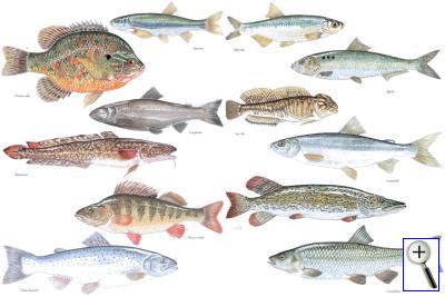 Lake Garda fishes