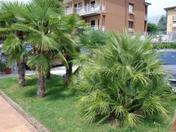 palme giardino Villa Rosa